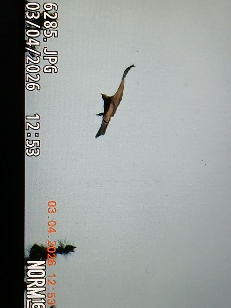 Vautour fauve  - Jose Ramon Labrador Rodriguez