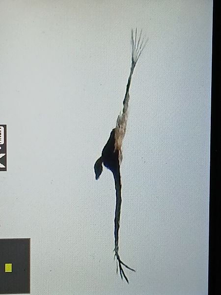 Sai arrea  - Jose Ramon Labrador Rodriguez