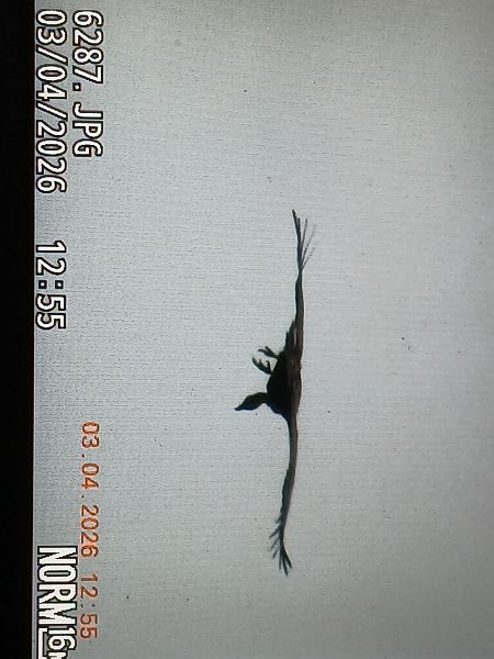 Sai arrea  - Jose Ramon Labrador Rodriguez