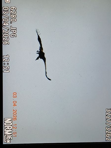 Buitre Leonado  - Jose Ramon Labrador Rodriguez