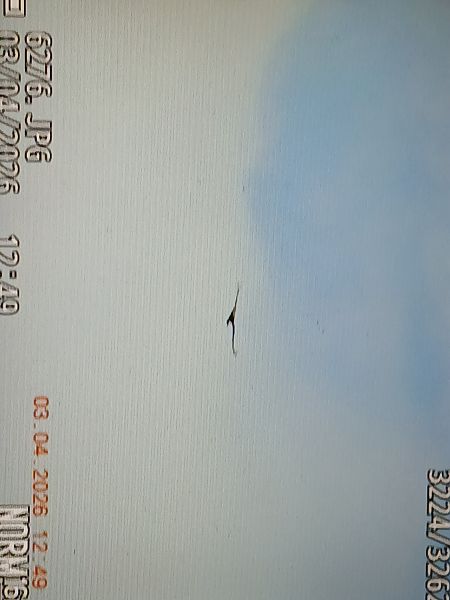 Sai arrea  - Jose Ramon Labrador Rodriguez