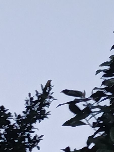 Txorru arrunta  - Jose Ramon Labrador Rodriguez