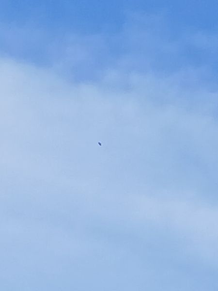 Milvus sp.  - Jose Ramon Labrador Rodriguez