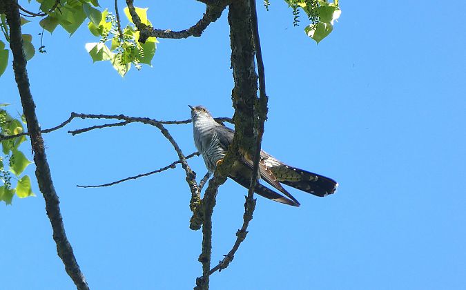 Kukua  - Begoña Nogueiras Idoeta