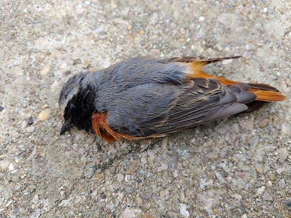 Buztangorri argia  - Ricardo Gutiérrez