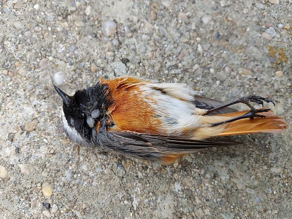 Buztangorri argia  - Ricardo Gutiérrez