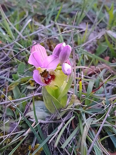 Ophrys tenthredinifera  - Ricardo Gutiérrez