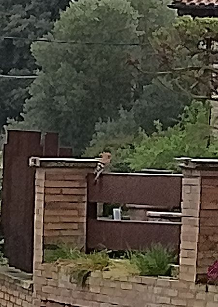 Argi-oilarra  - Ricardo Gutiérrez