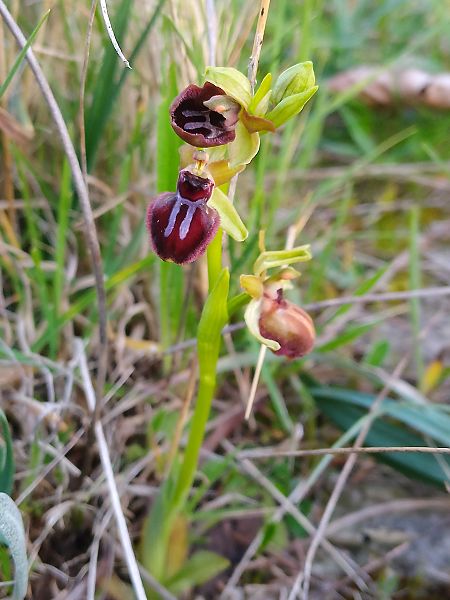 Ophrys passionis  - Ricardo Gutiérrez