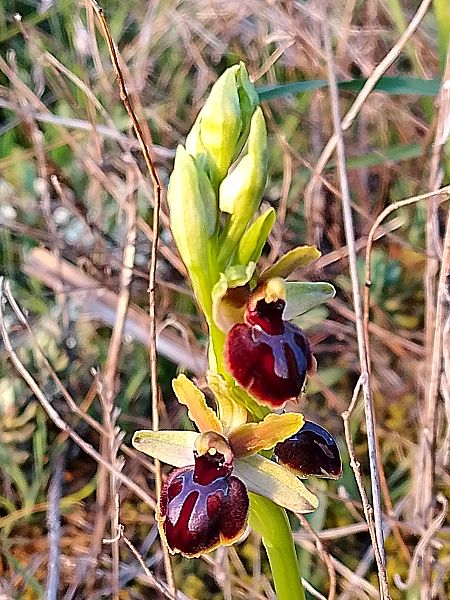 Ophrys passionis  - Ricardo Gutiérrez