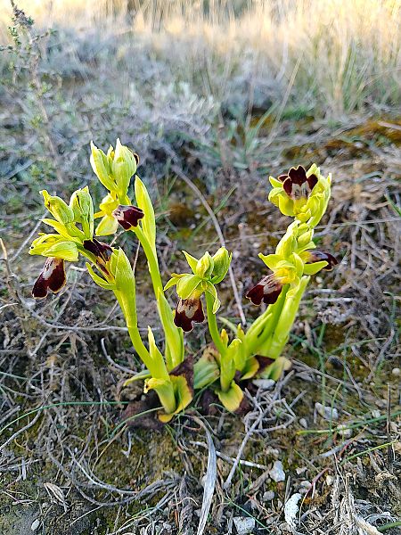 Ophrys fusca  - Ricardo Gutiérrez