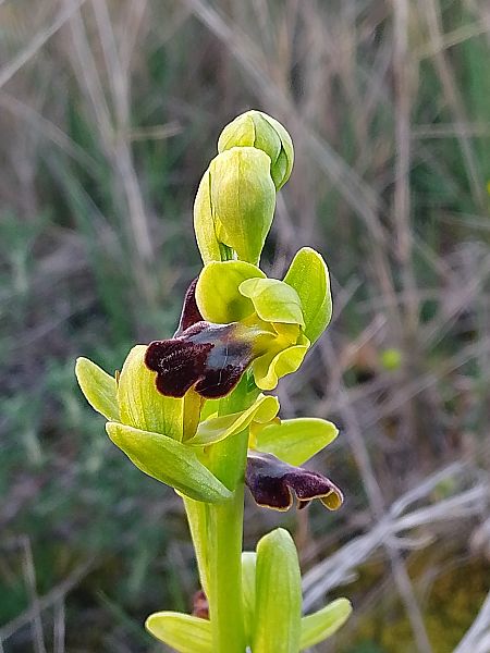 Ophrys fusca  - Ricardo Gutiérrez