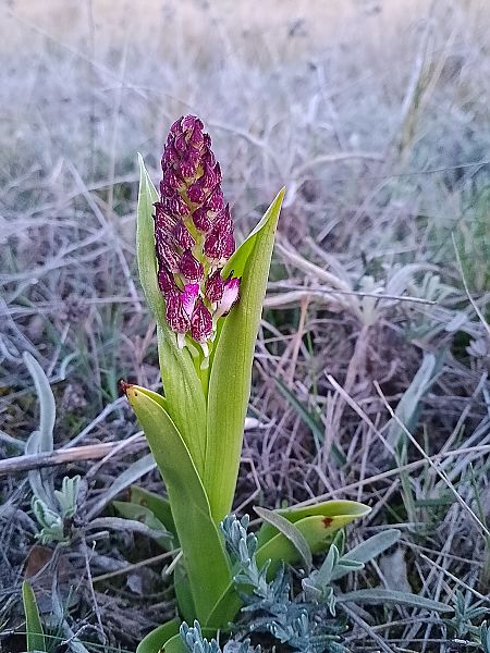 Orchis purpurea  - Ricardo Gutiérrez