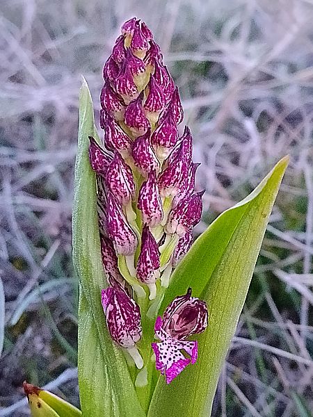 Orchis purpurea  - Ricardo Gutiérrez