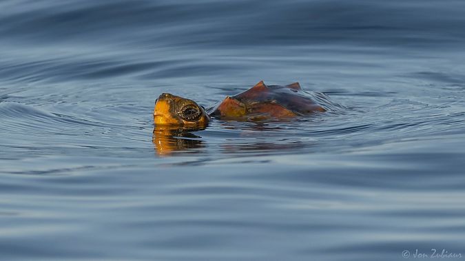Egiazko dortoka  - Jon Zubiaur