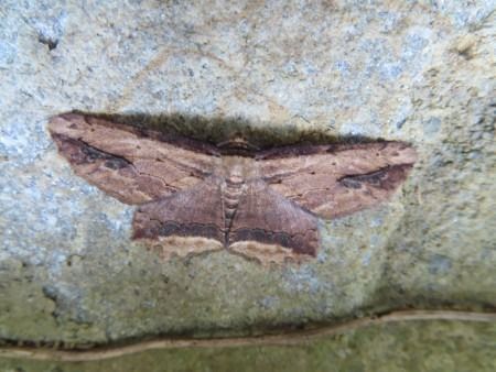 Macroglossum stellatarum  - Jose Manuel Unanue