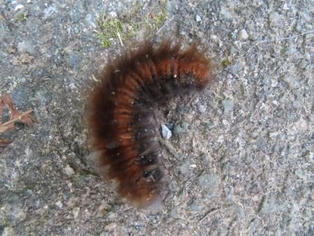 Lasiocampa quercus  - Jose Manuel Unanue