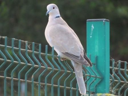 Usapal turkiarra  - Jose Manuel Unanue