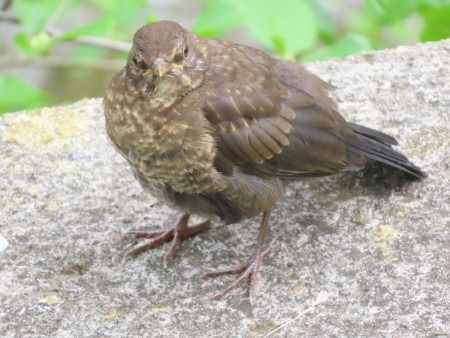 Zozo arrunta  - Jose Manuel Unanue