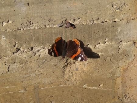 Vanessa atalanta  - Jose Manuel Unanue