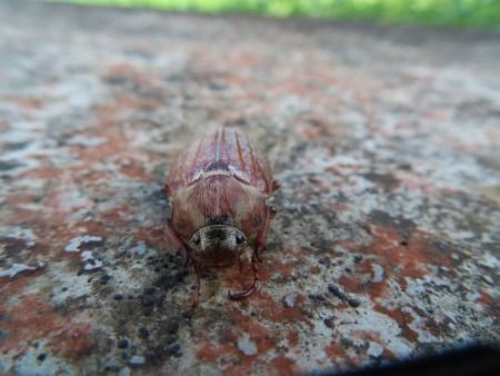 Melolontha melolontha  - Jose Manuel Unanue