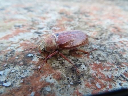 Melolontha melolontha  - Jose Manuel Unanue