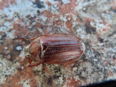 Melolontha melolontha  - Jose Manuel Unanue