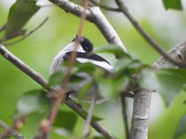 Euli-txori beltza  - Aitor Urrutia