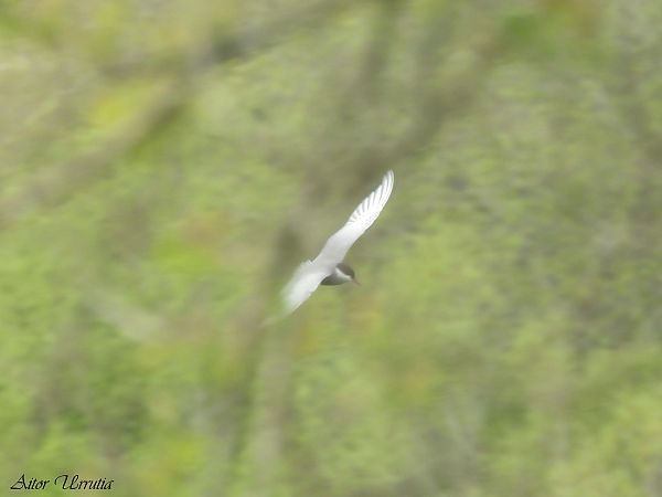 Itsas enara musuzuria  - Aitor Urrutia