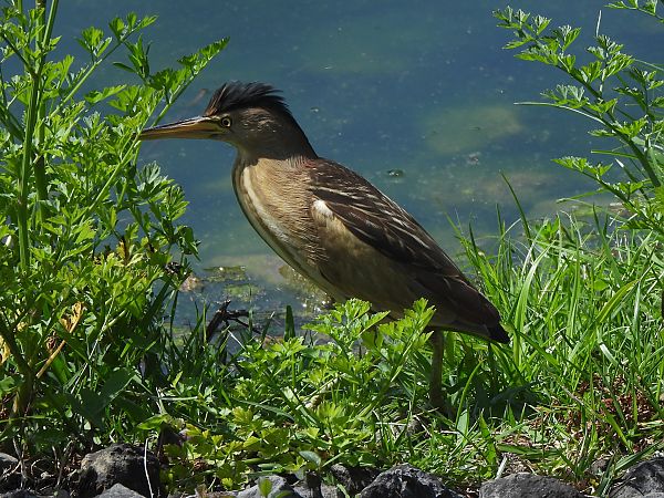 Amiltxori txikia  - Aitor Urrutia