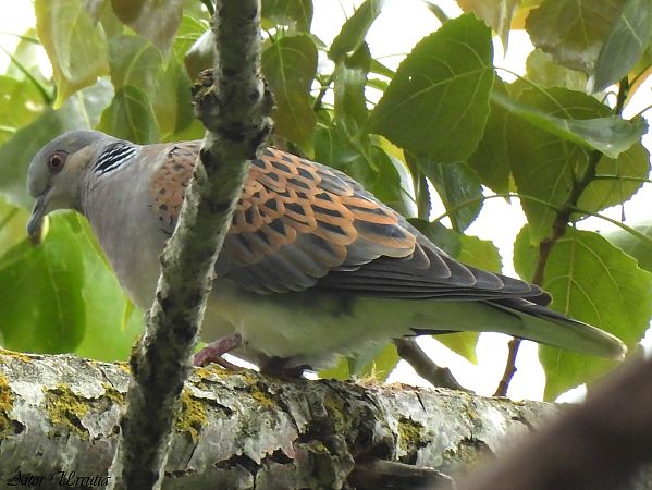 Usapal europarra  - Aitor Urrutia