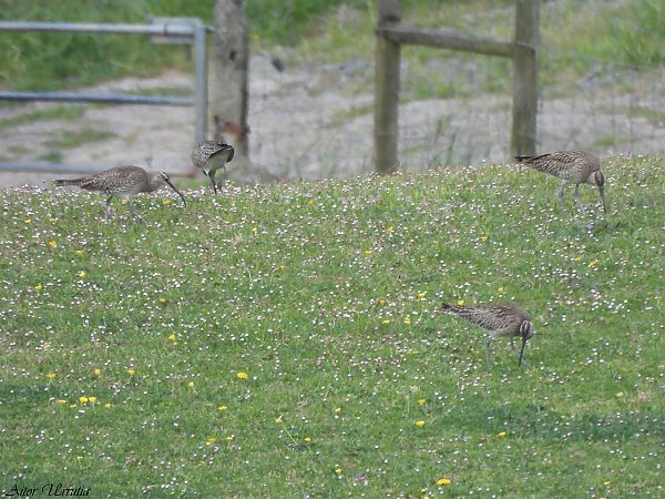 Kurlinta bekainduna  - Aitor Urrutia