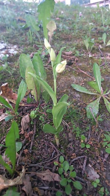 Cephalanthera damasonium  - Oier Frias