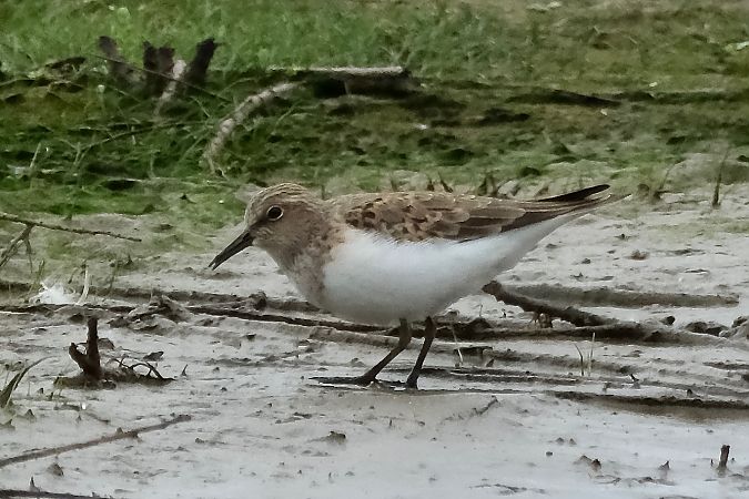 Temminck txirria  - Geoffroy Chabot