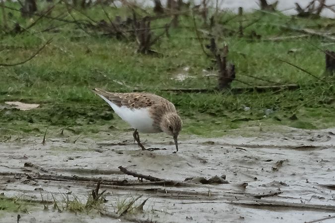 Temminck txirria  - Geoffroy Chabot