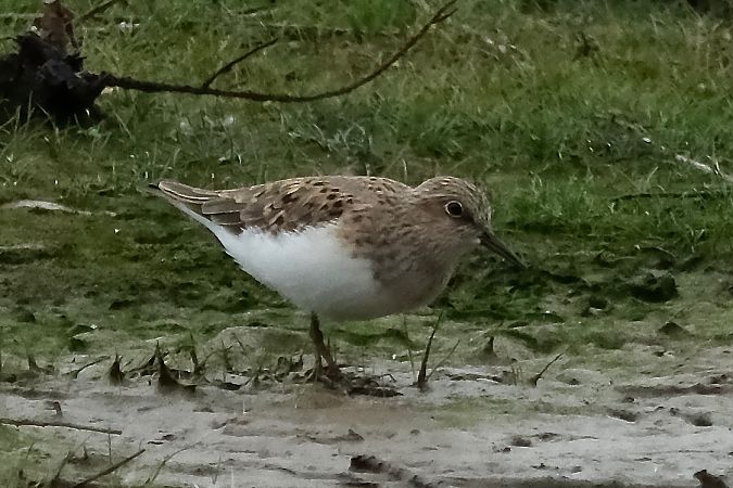 Temminck txirria  - Geoffroy Chabot