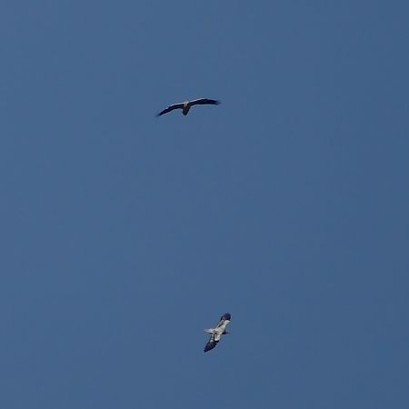 Sai zuria  - Luka Meléndez Arteaga