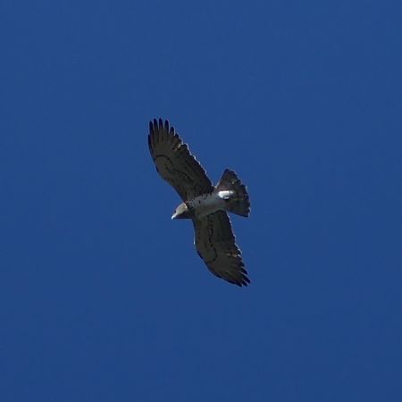 Arrano sugezalea  - Luka Meléndez Arteaga