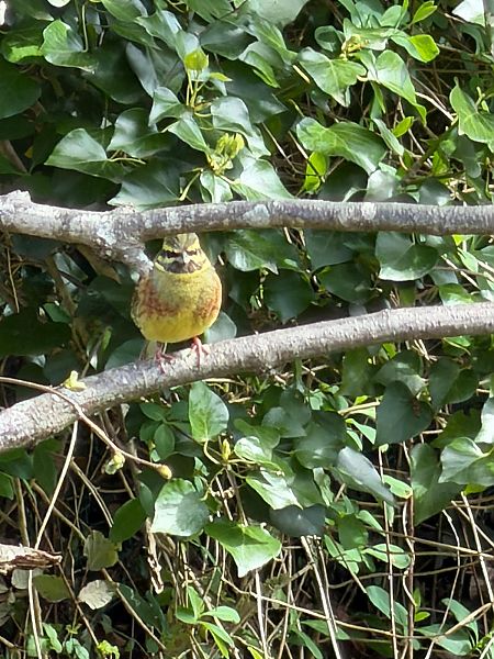 Hesi-berdantza  - Joseba Landa