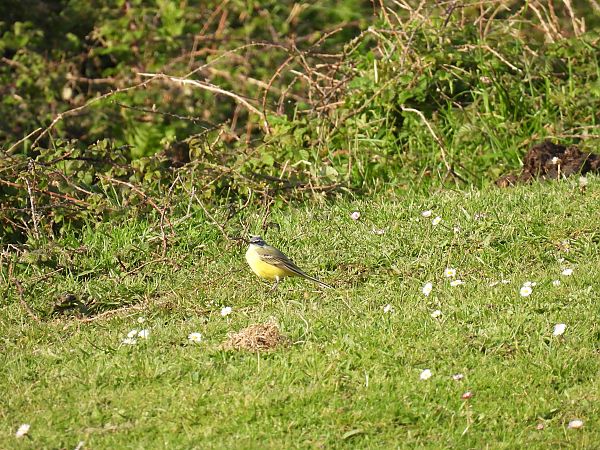 Motacilla flava iberiae  - Juana Oyanguren