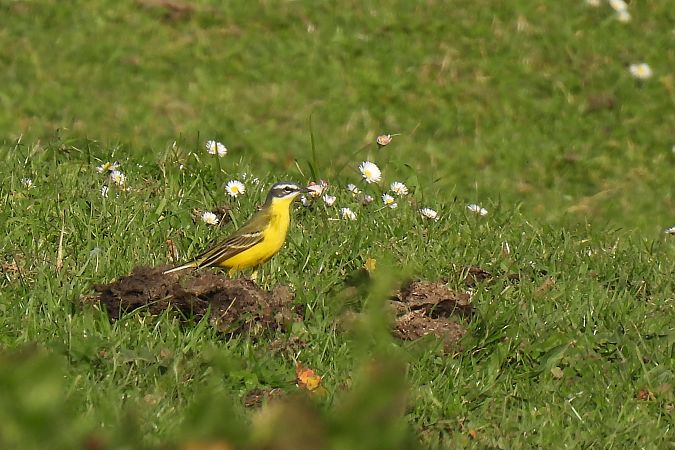 Motacilla flava flava  - Juana Oyanguren