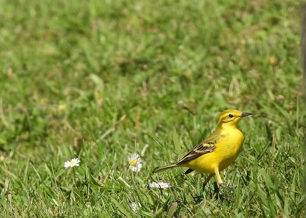 Motacilla flava flavissima  - Juana Oyanguren