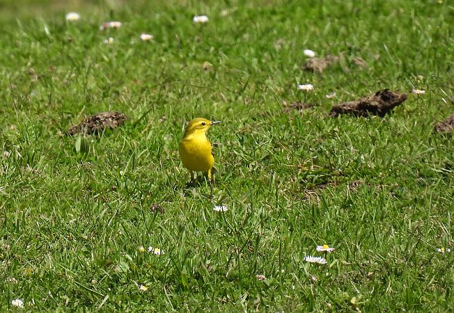 Motacilla flava flavissima  - Juana Oyanguren