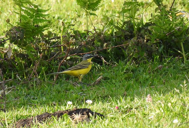 Motacilla flava flava  - Juana Oyanguren