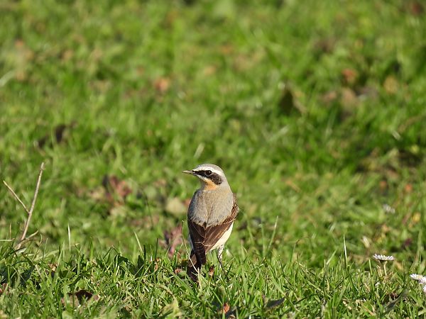 Buztanzuri arrunta  - Juana Oyanguren
