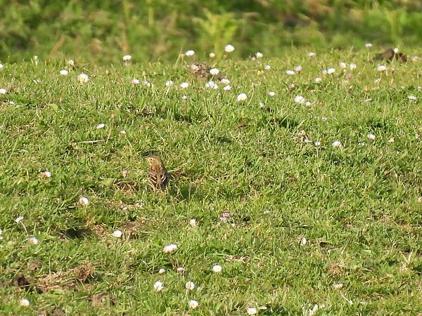Negu-txirta  - Juana Oyanguren