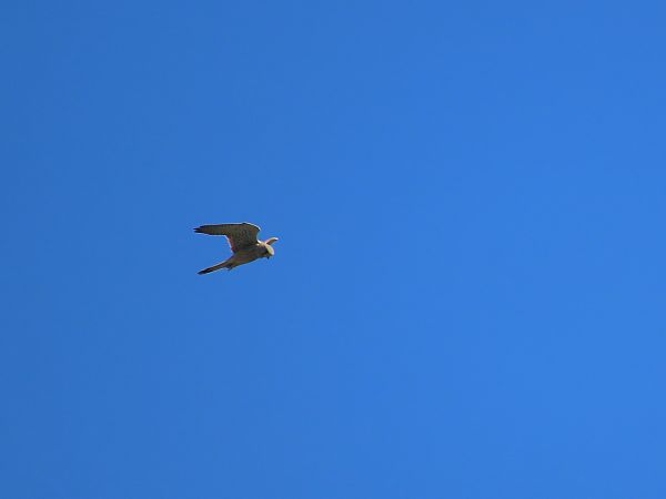 Belatz gorria  - Juana Oyanguren