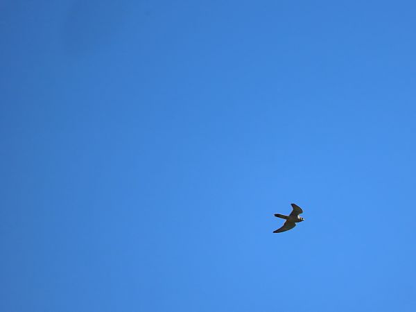 Belatz gorria  - Juana Oyanguren