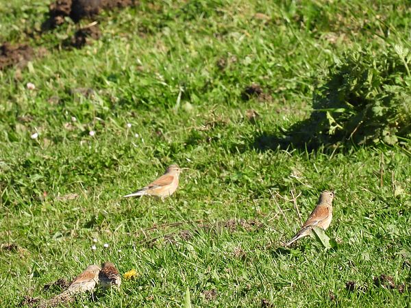 Txoka arrunta  - Juana Oyanguren