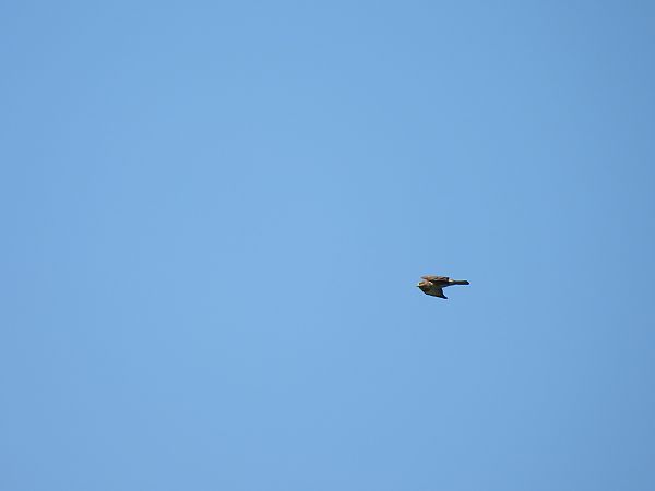 Zapelatz arrunta  - Juana Oyanguren